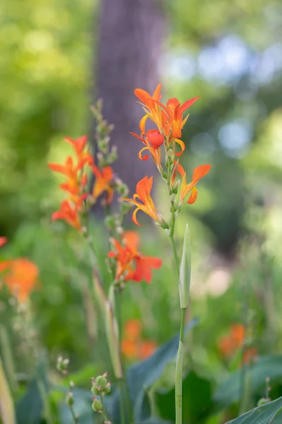 Lys Orange Canna Plantes Poussant Dans Jardin Printanier Texas — Photo