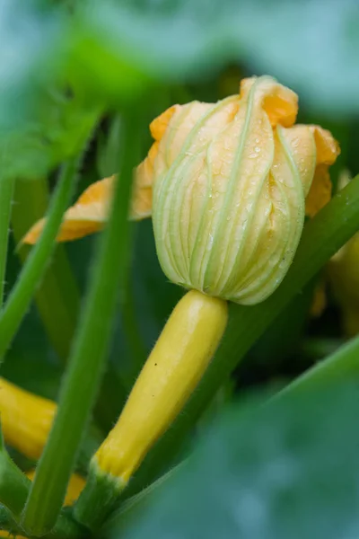 Gelbe Zucchini Mit Blume Die Noch Gemüsegarten Wächst — Stockfoto