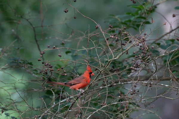 Male Northern Cardinal Cardinalis Cardinallis Sitting Crepe Myrtle Tree Springtime — Stock Photo, Image
