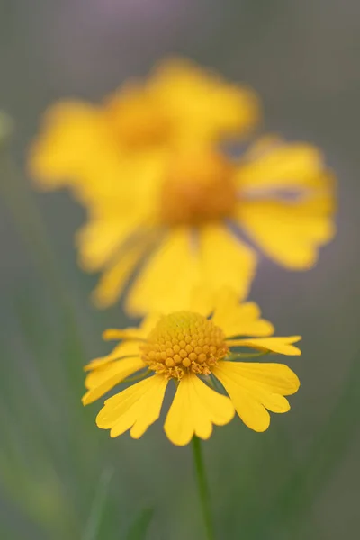 재채기 자연적 정원에서도 자라는 속하는 들꽃이다 — 스톡 사진