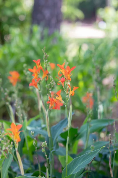 Piękny Pomarańczowy Canna Lilia Kwiaty Przynieść Żywy Kolor Wiosennego Ogrodu — Zdjęcie stockowe