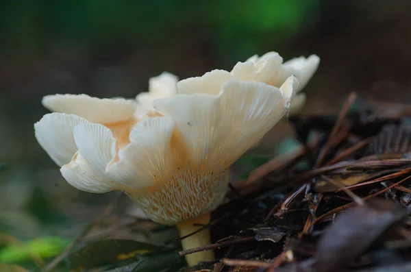 雨の日後に森の床で成長しているInfundibulicybe Gibba 一般的な漏斗キノコ — ストック写真