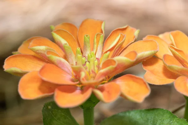 Cabeza Flor Color Naranja Brillante Zinnia Que Crece Jardín — Foto de Stock