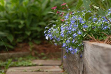 Kaldırılmış bir yatak kaldırımlarla çevrili, lobelia ve dianthus ile dolu..