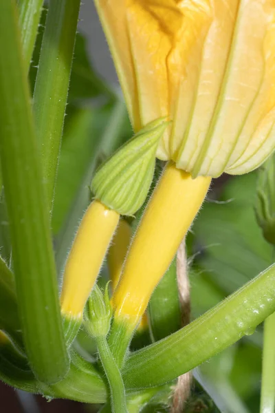Gesunder Gelber Sommerquark Wächst Einem Gemüsegarten Texas — Stockfoto