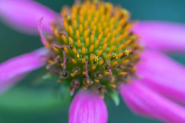 Nahaufnahme Des Schönen Zentrums Der Echinacea Purpurea Blume — Stockfoto