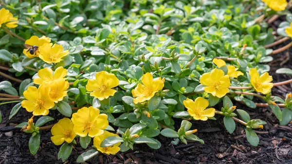 노란색 꽃들이 뒤따라 아름다운 — 스톡 사진