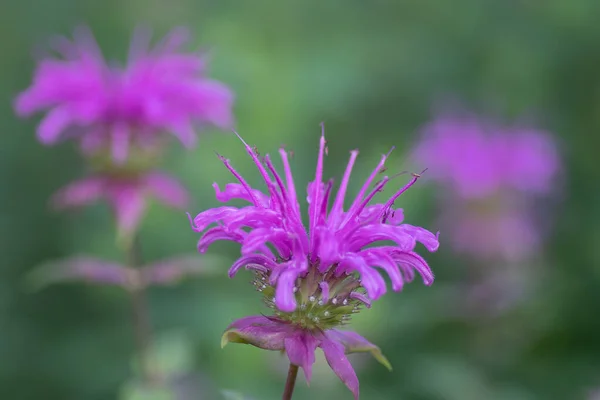 Trío Flores Beebalm Púrpura Sobre Fondo Verde —  Fotos de Stock