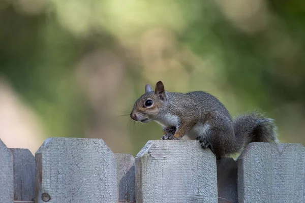 stock image An Easter Gray Squirrel sits on a wooden garden fence in Texas.