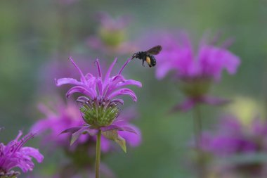 A Two Spotted Longhorn Bee, Melissodes bimaculatus, visiting the purple flower of a beebalm plant. clipart