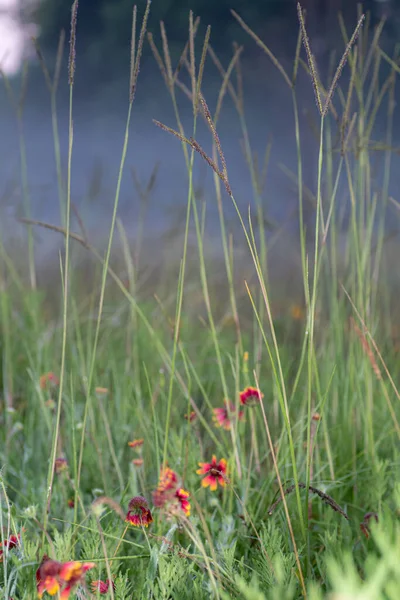 Indian blanket flowers, Gaillardia pulchella, growing in a mist covered meadow on an early summer morning.