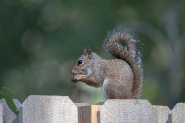 Bir Doğu Gri Sincap çitin üzerinde kuyruğunu kıstırmış bir şekilde otururken tohum yiyor..