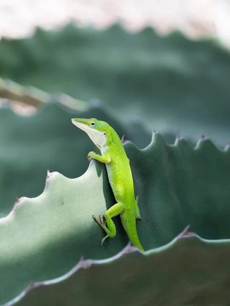 Green Anole Anolis Carolinensis Posing Agave Cactus Leaf — Stock Photo, Image