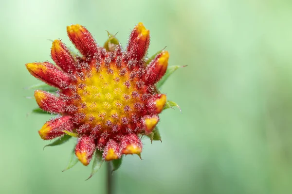 Jediný Rosou Pokrytý Květ Gaillardia Pulchella Tlumeném Zeleném Pozadí — Stock fotografie