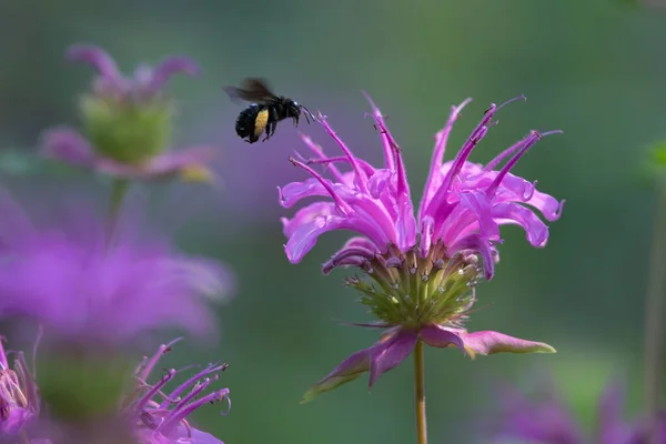 Sunlight hitting a beebalm flower on an early springtime morning as a two spotted longhorn bee, Melissodes bimaculatus, hovers over it.