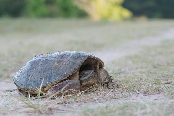 Sıradan Bir Kaplumbağa Chelydra Serpentina Doğu Teksas Bir Patikada Dinleniyor — Stok fotoğraf