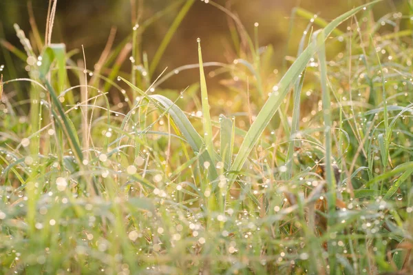 Golden Light Falls Dew Covered Meadow Sunrise — Stock Photo, Image