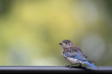 Bir yaz günü Teksas 'ta bir kuş yemliğine tünemiş genç bir Doğu Bluebird..