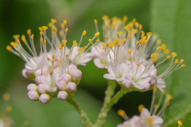 American Beautyberry 'nin minik, narin çiçekleri, Callicarpa Americana.