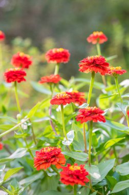 Teksas 'ta bir yaz bahçesinde açan kırmızı çingene zarif çiçekler..