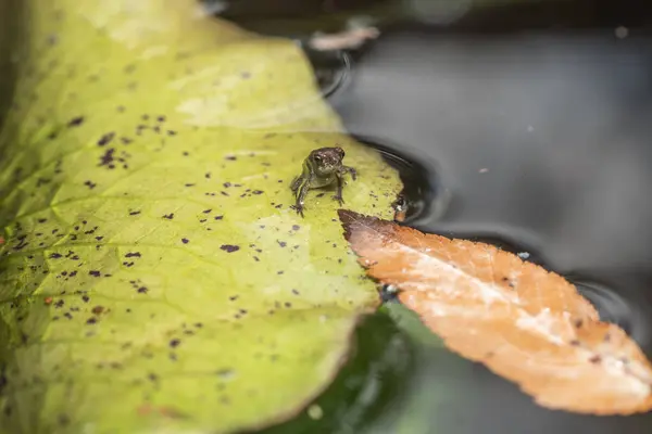 テキサスの裏庭の池にあるリリーの葉の上に小さなトウモロコシが座っています — ストック写真