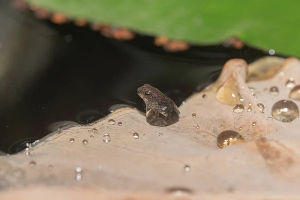 水の一滴に包まれたこの小さなトウモロコシは それが生まれた池の上を見渡します — ストック写真