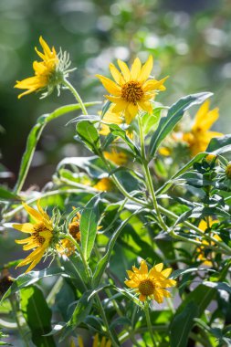 Maximilian ayçiçeği, Helianthus maximiliani, bir yaz bahçesinde.