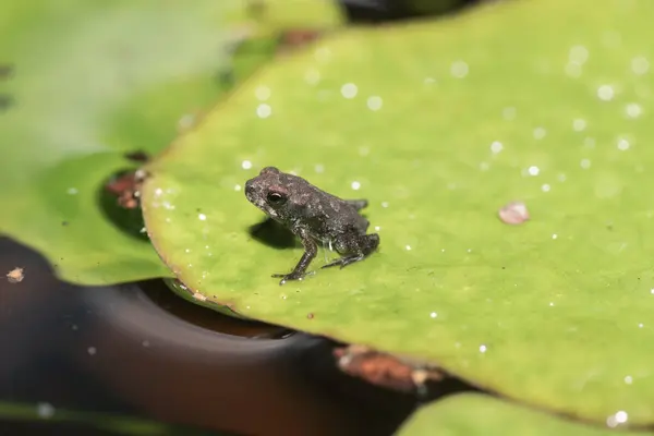 태어난 연못을 떠나기 직전에있는 개구리 — 스톡 사진