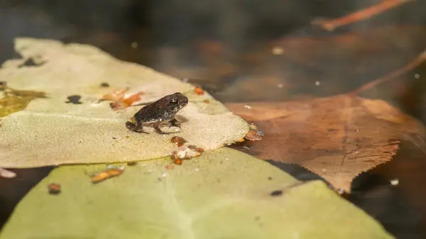 小さなカエルは それが生まれた池を見るように水のコーティングによって保護されています — ストック写真