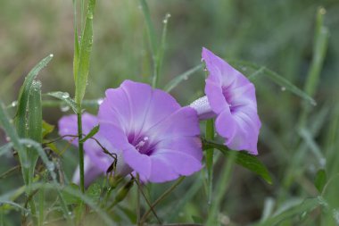 Yerli Teksas Sabah Çiçekleri, Ipomoea Lindheimeri, Bir yaz günü çiçek açıyor.