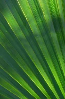 Doğu Teksas 'ta güneşli bir sabahta bir cücenin palmiye yaprağının yakınına..
