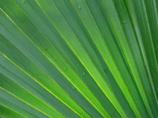 Horizontal closeup image of the fan shaped leaf of a dwarf palmetto in morning light.