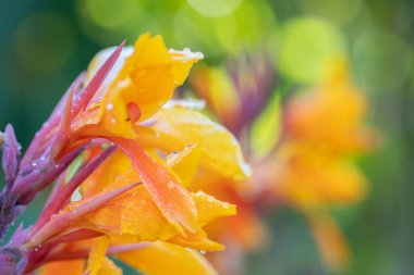 Pasifik Güzeli yaz sabahı yağmur damlalarıyla kaplanamaz..