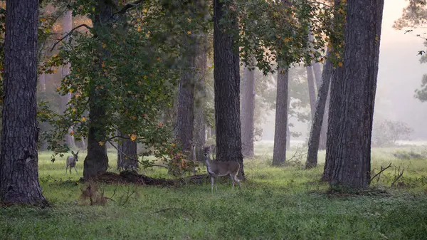 Group Watchful Deer Early Morning Foggy Forest Pine Trees Royalty Free Stock Images