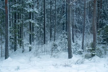 Kışın karlı bir günde sık bir orman..