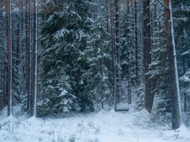 Karla kaplanmış, geçilemez bir çam ağacı ormanı..