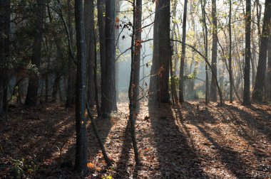 Ocak ayının bir kış gününde şafak ormanı aydınlatır..