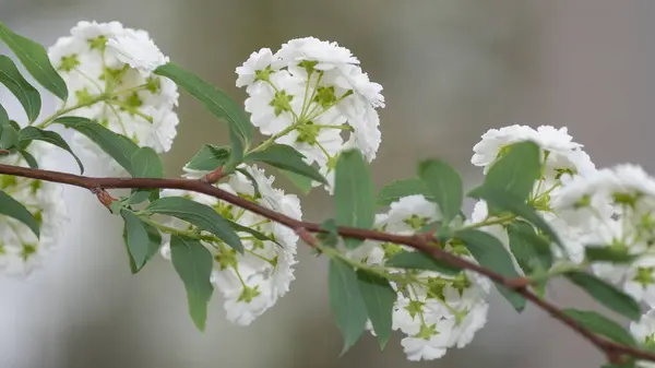 Beyaz şemsiye şeklindeki gelinlik çiçekleri, Spiraea prunifolia, aşağıdan görüldü..