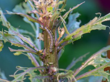 Tek bir çapraz çizgili lahana kurdu, Evergestis rimosalis, bir lahana bitkisinin yapraklarını yiyor..