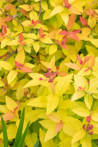 Goldfire spirea, spiraea japonica, bir bahar bahçesinde.