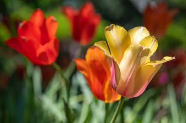 Bahar bahçesinde açan sarı ve kırmızı laleler.