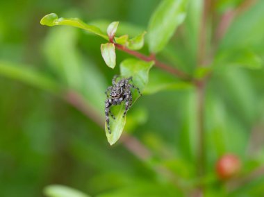 Bronzlaşmış zıplayan bir örümcek, Platycryptus undatus, önden görülüyor, gözleri odaklanmış..