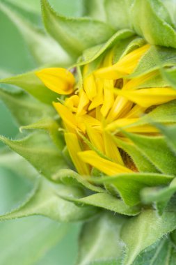 Canlı, sarı bir ayçiçeği, Helianthus, yapraklarını açmak üzere..
