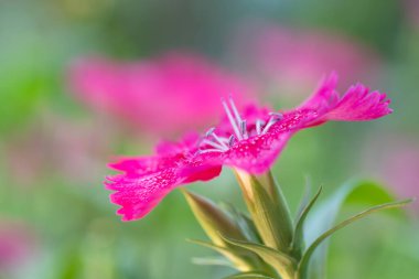 Bahçede yetişen pembe bir dianthus bitkisinin yakın çekimi..