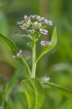 İlkbahar bahçesinde yetişen tatlı bir Alyssum, Lobularia Maritima 'nın makro görüntüsü..