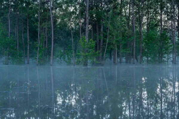 Mist Roikkuu Yli Veden Joka Tulvinut Metsän Rankkasateen Jälkeen — kuvapankkivalokuva