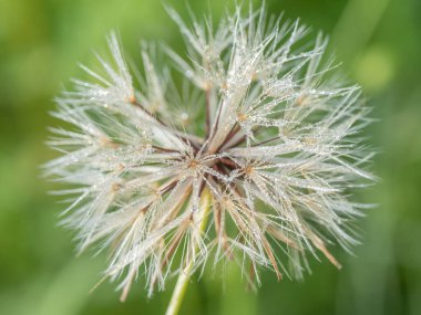 Closeup of the seed head of a dandelion, Taraxacum, on a spring morning. clipart