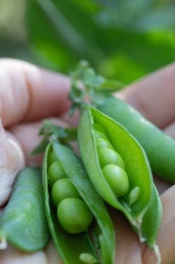 Bir ev bahçesinde yetişen bir avuç güzel yeşil bezelye..