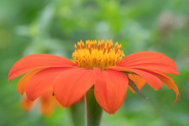 Closeup of a Mexican sunflower bloom, Tithonia rotundifolia, an annual plant that will bloom spring, summer, and autumn. clipart