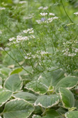 Geleneksel bitki kişniş, Coriandrum sativum ve uzun ömürlü Küba bitkisi Coleus amboinicus 'un zıt dokuları..